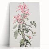 Vintage Botanical Art Print - Pink Floral Illustration – Framed
