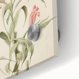 Vintage Botanical Art Print - Pink Flower Illustration – Framed