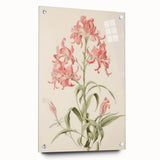 Vintage Botanical Art Print - Pink Flower Illustration – Framed