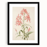 Vintage Botanical Art Print - Pink Flower Illustration – Framed
