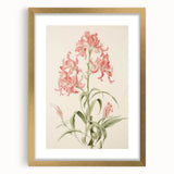 Vintage Botanical Art Print - Pink Flower Illustration – Framed