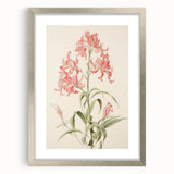 Vintage Botanical Art Print - Pink Flower Illustration – Framed