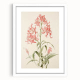 Vintage Botanical Art Print - Pink Flower Illustration – Framed