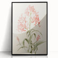 Vintage Botanical Art Print - Pink Flower Illustration – Framed