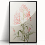Vintage Botanical Art Print - Pink Flower Illustration – Framed