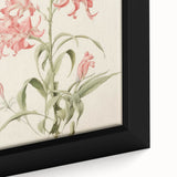 Vintage Botanical Art Print - Pink Flower Illustration – Framed