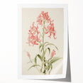 Vintage Botanical Art Print - Pink Flower Illustration – Framed
