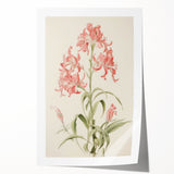 Vintage Botanical Art Print - Pink Flower Illustration – Framed