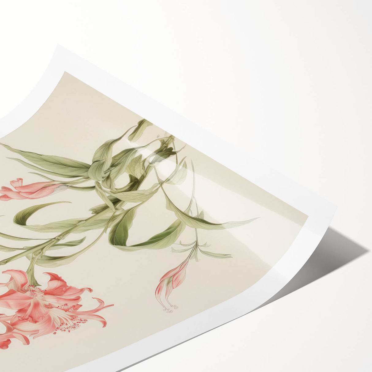 Vintage Botanical Art Print - Pink Flower Illustration – Framed