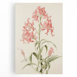 Vintage Botanical Art Print - Pink Flower Illustration – Framed