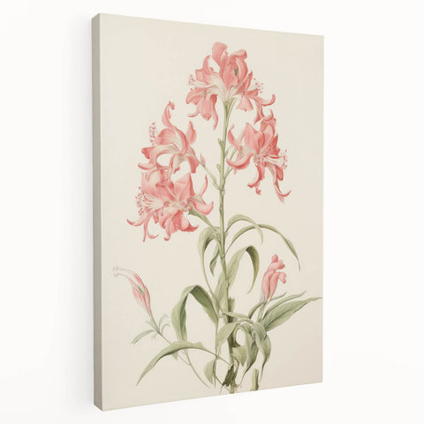 Vintage Botanical Art Print - Pink Flower Illustration – Framed