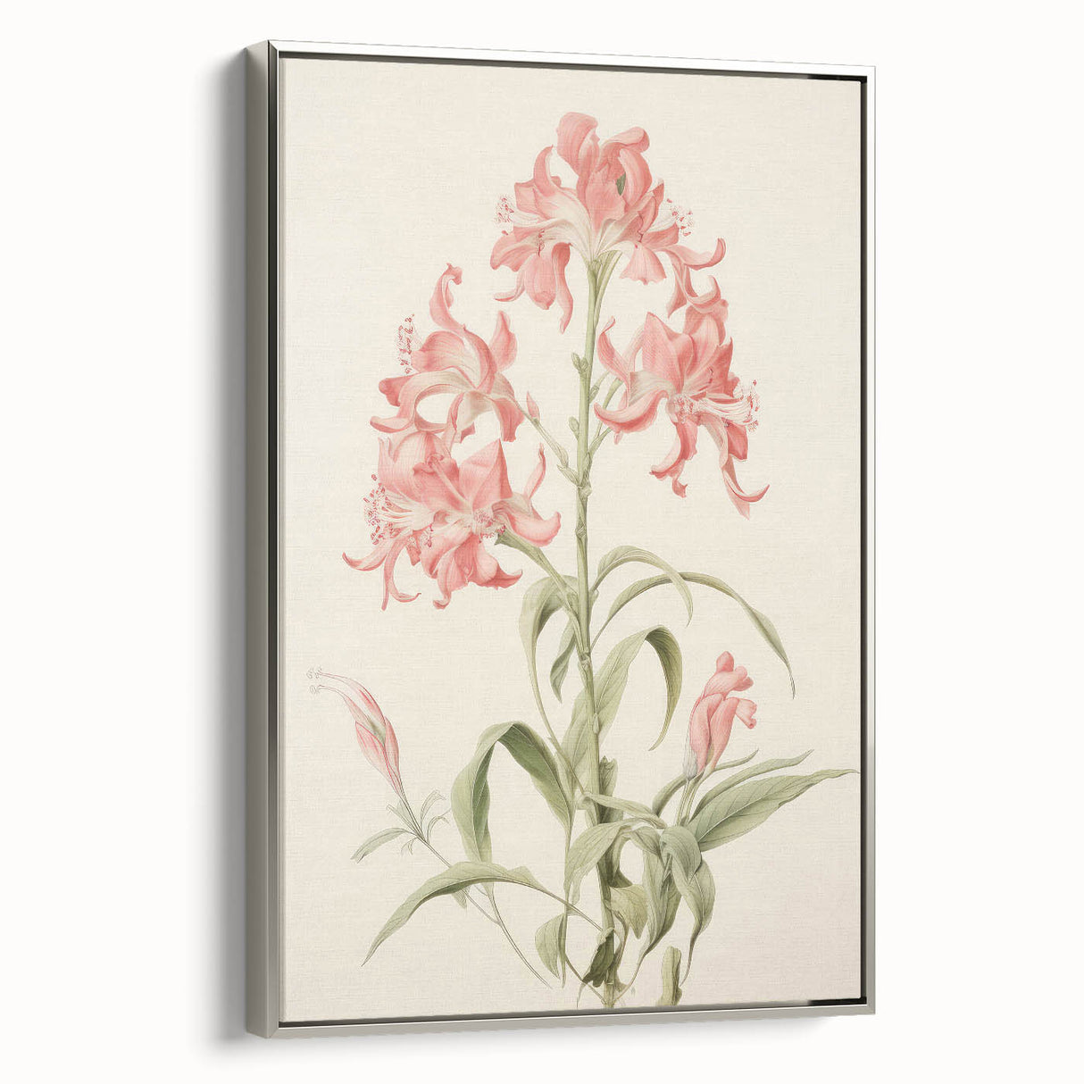 Vintage Botanical Art Print - Pink Flower Illustration – Framed