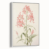 Vintage Botanical Art Print - Pink Flower Illustration – Framed
