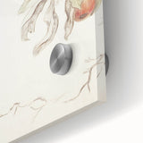 Vintage Botanical Art Prints – Apple Branch Pencil Drawing