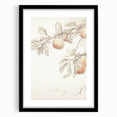 Vintage Botanical Art Prints – Apple Branch Pencil Drawing