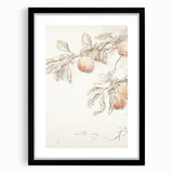 Vintage Botanical Art Prints – Apple Branch Pencil Drawing