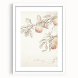 Vintage Botanical Art Prints – Apple Branch Pencil Drawing