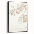 Vintage Botanical Art Prints – Apple Branch Pencil Drawing