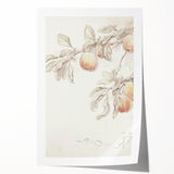 Vintage Botanical Art Prints – Apple Branch Pencil Drawing