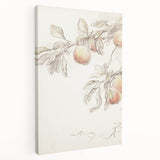 Vintage Botanical Art Prints – Apple Branch Pencil Drawing