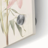 Vintage Botanical Art Print: Delicate Lily Floral Illustration