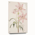 Vintage Botanical Art Print: Delicate Lily Floral Illustration