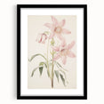 Vintage Botanical Art Print: Delicate Lily Floral Illustration