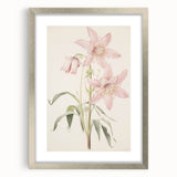 Vintage Botanical Art Print: Delicate Lily Floral Illustration