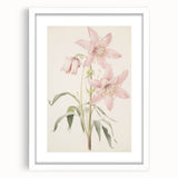Vintage Botanical Art Print: Delicate Lily Floral Illustration