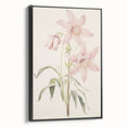 Vintage Botanical Art Print: Delicate Lily Floral Illustration