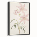 Vintage Botanical Art Print: Delicate Lily Floral Illustration