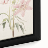 Vintage Botanical Art Print: Delicate Lily Floral Illustration