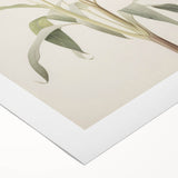 Vintage Botanical Art Print: Delicate Lily Floral Illustration