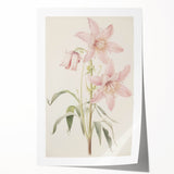 Vintage Botanical Art Print: Delicate Lily Floral Illustration