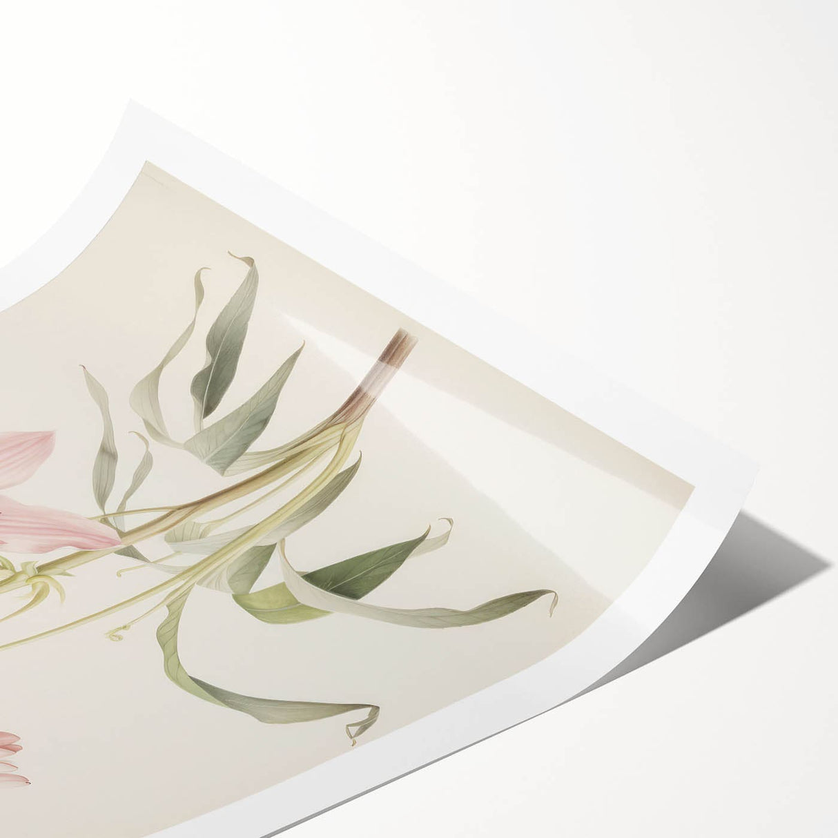 Vintage Botanical Art Print: Delicate Lily Floral Illustration