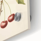 Vintage Botanical Art Print: Cherry Blossom and Fruit Illustration