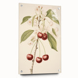 Vintage Botanical Art Print: Cherry Blossom and Fruit Illustration