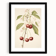 Vintage Botanical Art Print: Cherry Blossom and Fruit Illustration