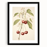 Vintage Botanical Art Print: Cherry Blossom and Fruit Illustration