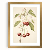 Vintage Botanical Art Print: Cherry Blossom and Fruit Illustration