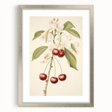 Vintage Botanical Art Print: Cherry Blossom and Fruit Illustration