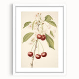 Vintage Botanical Art Print: Cherry Blossom and Fruit Illustration