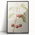 Vintage Botanical Art Print: Cherry Blossom and Fruit Illustration