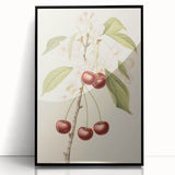 Vintage Botanical Art Print: Cherry Blossom and Fruit Illustration