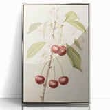 Vintage Botanical Art Print: Cherry Blossom and Fruit Illustration