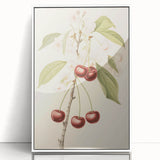 Vintage Botanical Art Print: Cherry Blossom and Fruit Illustration