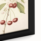 Vintage Botanical Art Print: Cherry Blossom and Fruit Illustration