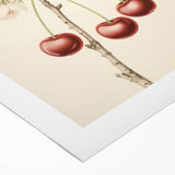 Vintage Botanical Art Print: Cherry Blossom and Fruit Illustration