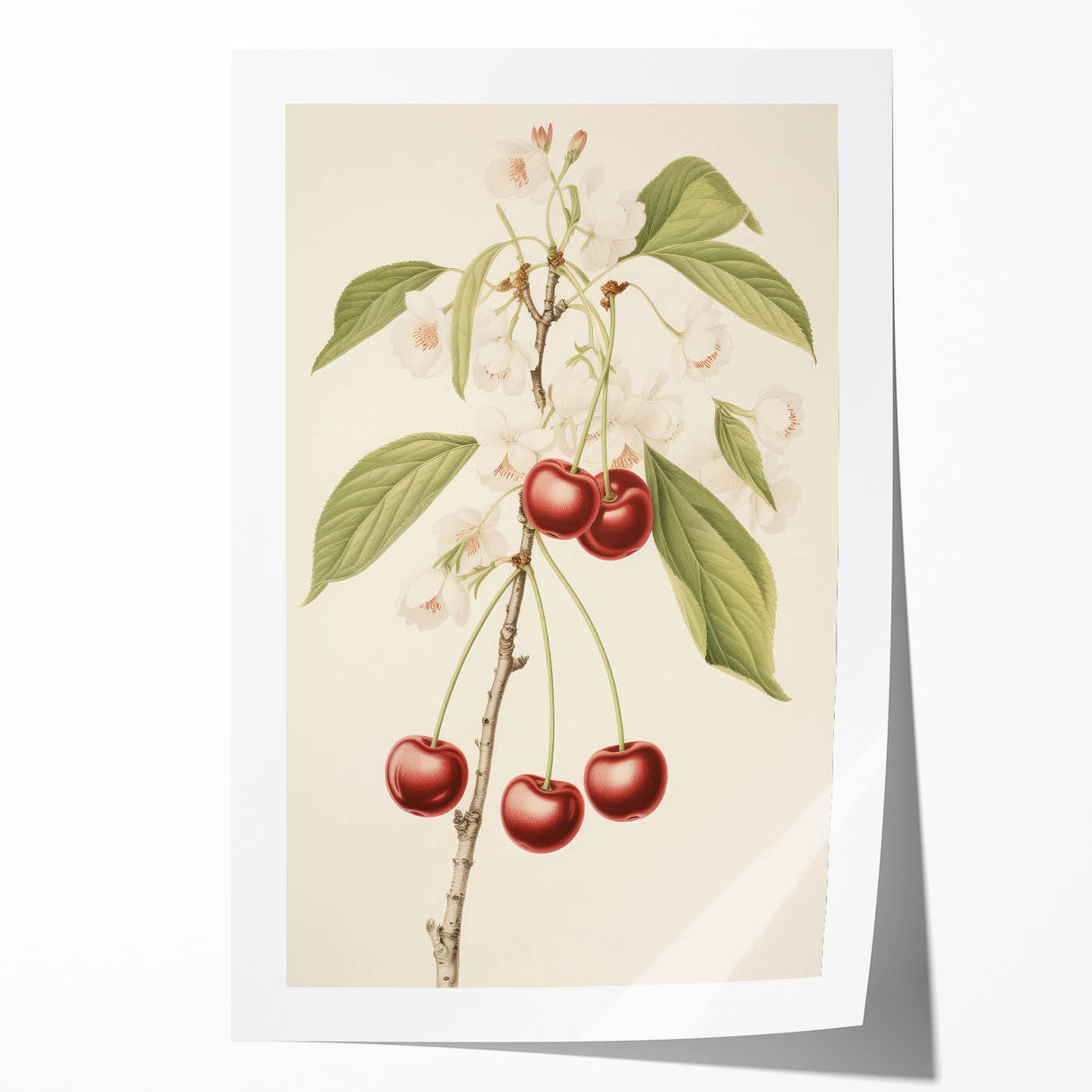 Vintage Botanical Art Print: Cherry Blossom and Fruit Illustration