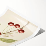 Vintage Botanical Art Print: Cherry Blossom and Fruit Illustration